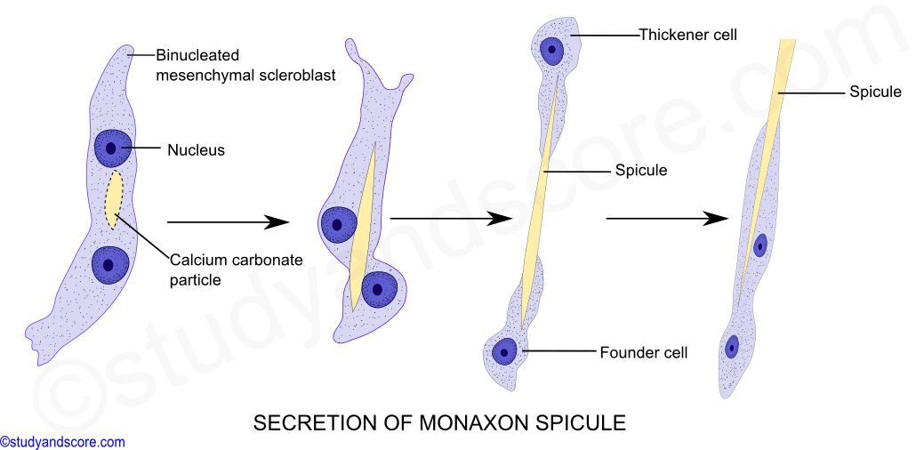 secretion of spicules, skeleton in sponges, porifera, tetraxon, monaxon, triaxon, development of spicules